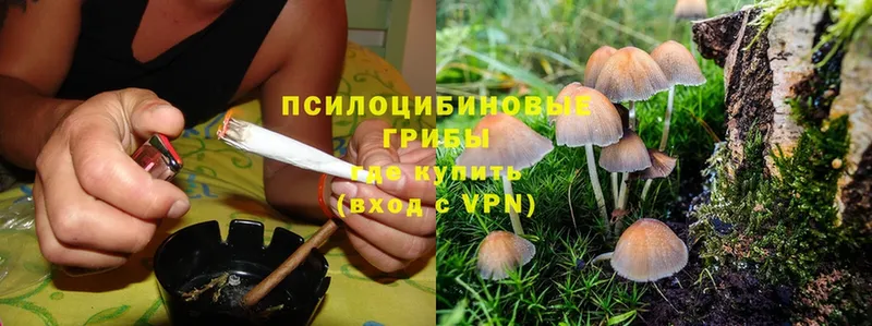 Псилоцибиновые грибы Psilocybe  Тутаев 